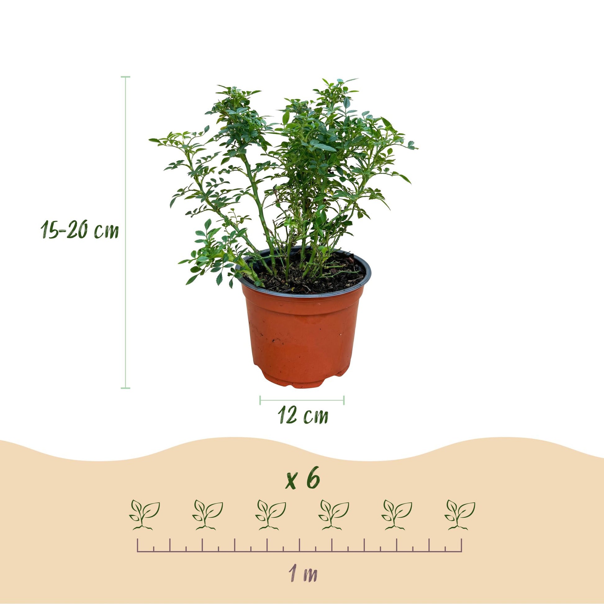 Gartenrose Rosa Cutie Pie 3er Set – winterhart rosa – Duftrose im Topf 12cm – Höhe 20-25cm – kompakter Rosenstrauch 30-40cm – lange Blüte für Beet, Hecke, Balkon & Terrasse 