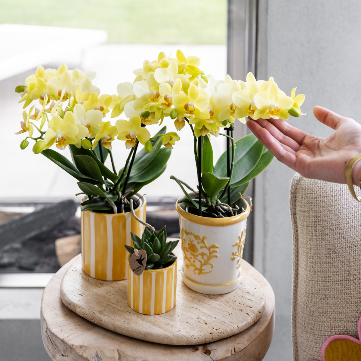 Gelbe Orchidee Albenga + Malaga Ziertopf Gelb – Ø9cm – Fröhliche Zimmerpflanze mit sonniger Ausstrahlung – Direkt vom Züchter 