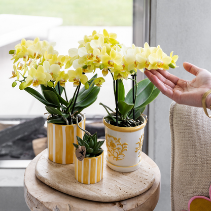 Gelbe Orchidee Albenga + Malaga Ziertopf Gelb – Ø9cm – Fröhliche Zimmerpflanze mit sonniger Ausstrahlung – Direkt vom Züchter 