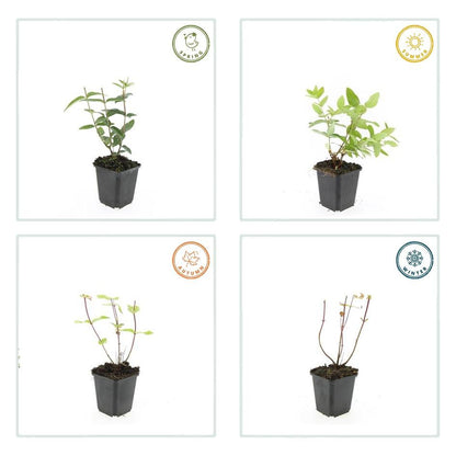 Johanniskraut Hypericum inodorum – 24 Pflanzen – ↕10-25 cm – Ø9 cm – Leuchtend gelbe Blüten – Pflegeleichter Strauch – Bienenfreundlich & robust