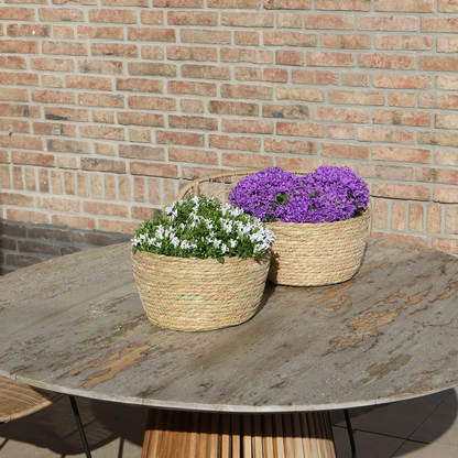 Campanula Addenda Ambella Intense purple - Weidenschale mit Campanula mit Bewässerungssystem - 3 Stück - Glockenblume Lila - Topfgröße 12cm 