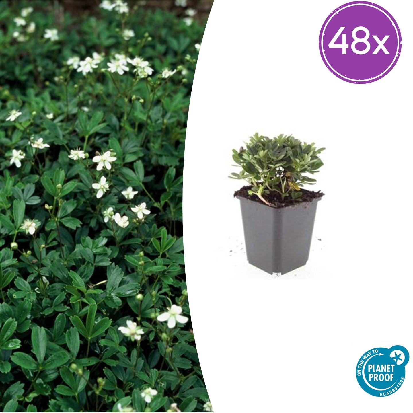 Potentilla tridentata 'Nuuk' – 48 Pflanzen – Winterharter, immergrüner Bodendecker mit weißen Sommerblüten – Pflegeleicht & trockenheitstolerant 