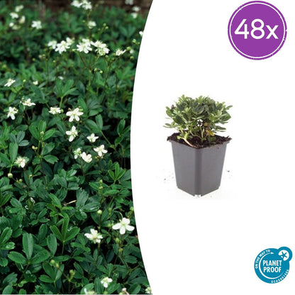 Potentilla tridentata 'Nuuk' – 48 Pflanzen – Winterharter, immergrüner Bodendecker mit weißen Sommerblüten – Pflegeleicht & trockenheitstolerant 