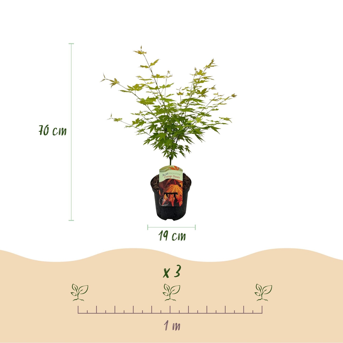 Japanischer Ahorn – Acer palmatum 'Orange Dream' – 2 Pflanzen – ca. 70 cm hoch – Topf Ø19 cm – orangefarbenes, fein gefiedertes Laub – Balkon- & Gartenpflanze 