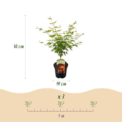 Japanischer Ahorn – Acer palmatum 'Orange Dream' – 2 Pflanzen – ca. 70 cm hoch – Topf Ø19 cm – orangefarbenes, fein gefiedertes Laub – Balkon- & Gartenpflanze 