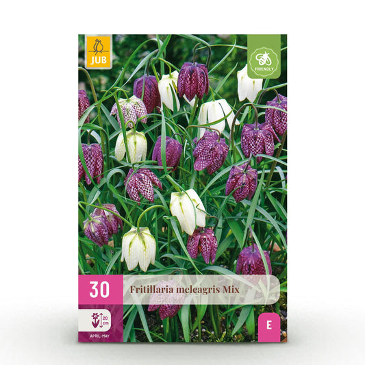 GreenboutiQ - Blumenzwiebeln - Fritillaria Meleagris Mix - Farbe Lila und Weiß - 30 Stück - Zwiebelgröße 6/7 - XXL Pack 