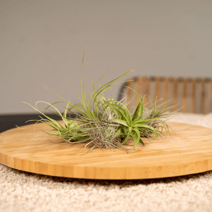 Tillandsia Air Mix – 10 Luftpflanzen – Ø6cm – ca. 6cm hoch – Pflegeleichte Tillandsien-Mischung – Für kreative Deko & helle Innenräume 