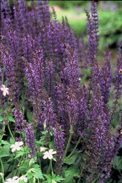 Blüten-Salbei Salvia nemorosa 'Mainacht' – ↕10-25cm – Ø9cm – 60 Pflanzen – Staude mit intensiv blauen Blütenähren – Bienenfreundlich, winterhart & pflegeleicht