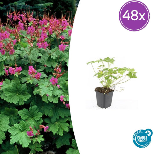 Geranium macrorrhizum 'Czakor' – 48 Pflanzen – ↕10-25 cm – Ø9 cm – Tiefrosa Blüten – Winterharter, pflegeleichter Bodendecker – Bienenfreundlich 