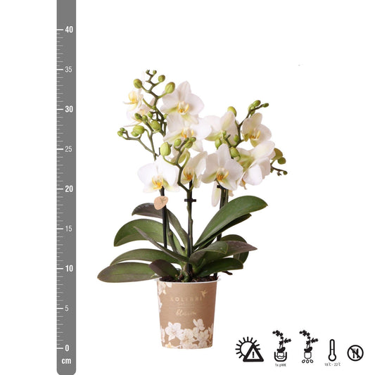 Phalaenopsis Orchidee „Lausanne“ – Weiß – Ø9cm – Zimmerpflanze mit 3 Blütentrieben – Pflegeleicht & elegant – Aus der Blossom-Kollektion 