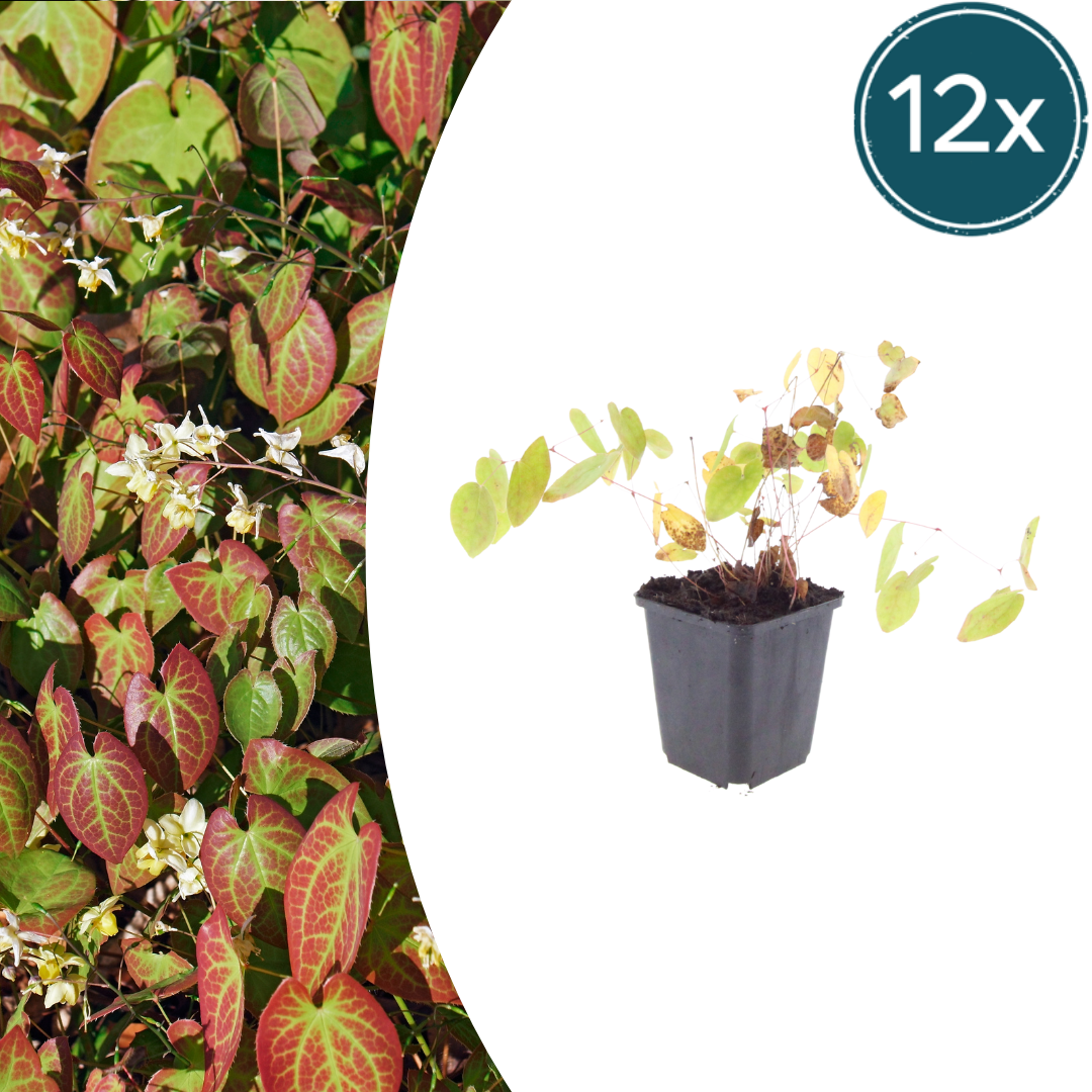 Elfenblume Epimedium × youngianum ‘Niveum’ – 12 Pflanzen – 10-25cm – Ø9cm – Weiße Schattenstaude – Winterharter Bodendecker für Garten & Gehölzrand