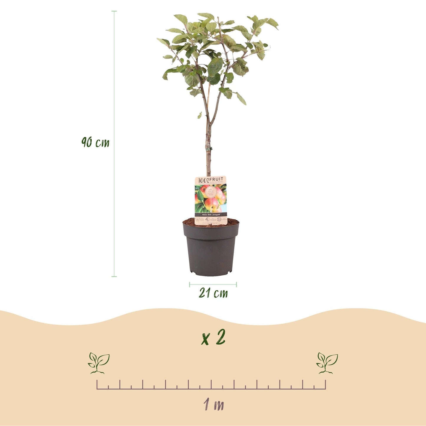 Apfelbaum Malus domestica Jonagold – Gelbgrüner Apfel – Obstbaum im Ø21cm – Höhe ca. 90cm – Süß-saurer Geschmack – Pflegeleicht & gesund – Perfekt für Garten & Balkon 