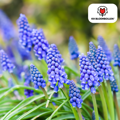 Muscari ‘Bleu Moon’ – Traubenhyazinthen – 20 Blumenzwiebeln – ↕15-20cm – große blau-violette Blüten – Frühlingsblüher für Beete, Töpfe & Steingärten 