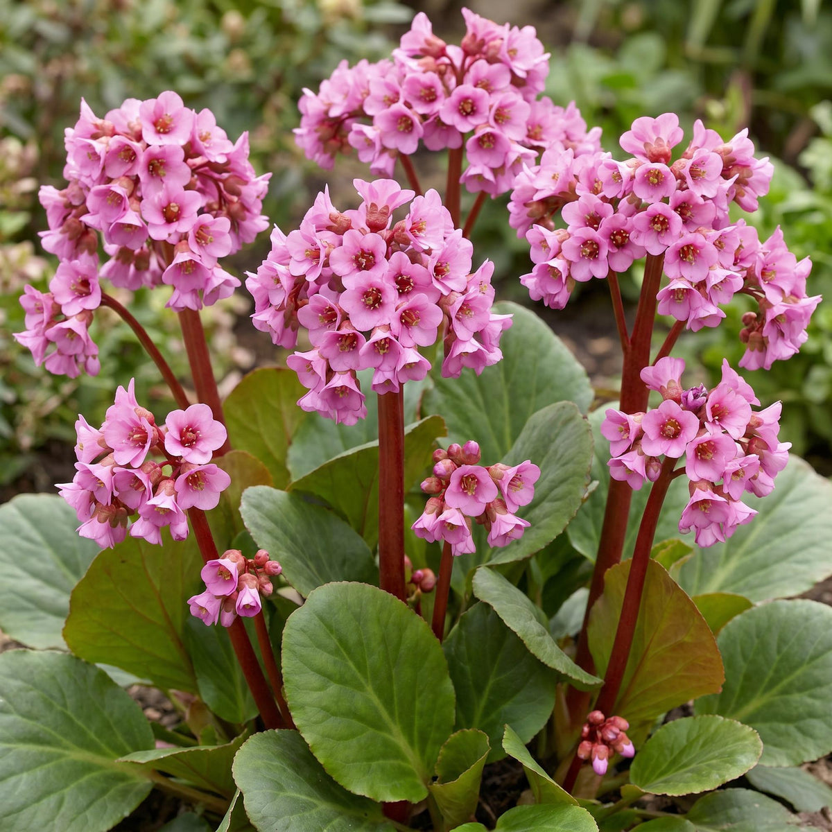 Bergenie – Bergenia cordifolia – 6 Pflanzen – Topf Ø11cm – Bienenfreundliche Staude für Garten & Balkon