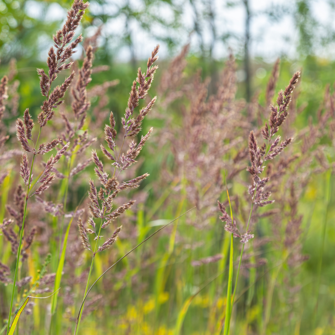Calamagrostis brachytricha – 6 Pflanzen Diamantgras – 10-25cm – Ø9cm – Ziergras mit rosafarbenen Blütenrispen – Winterhartes Gartengras für Beet & Halbschatten