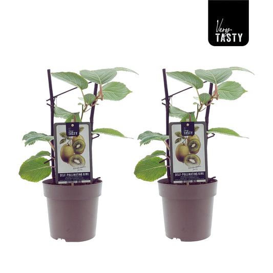 Kiwi - Actinidia Jenny - Selbstbefruchtend - Ø15cm - ↕40cm - 2 Stück