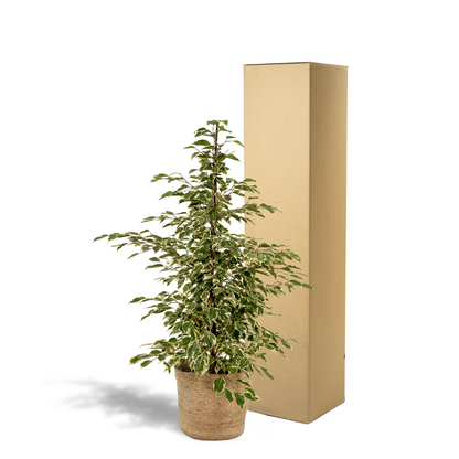 Ficus benjamina Twilight - Ø21cm - ↕95cm + Korb Selin 