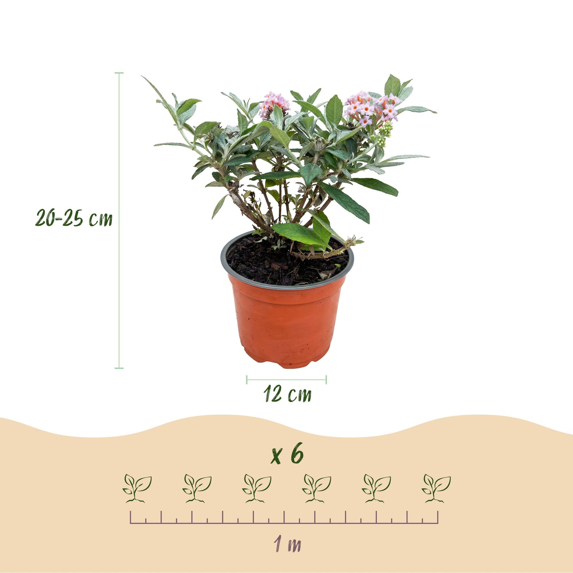 Green boutiQ - Gartenpflanze - Buddleja davidii Butterfly Candy Little Pink - Schmetterlingsstrauch - Kompakt - Rosa - 1 Pflanze - Topf 12cm - Höhe 20-25cm 