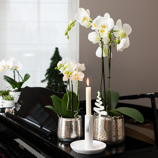Weiße Phalaenopsis Orchidee Amabilis – 2-3 Zweige – Luxus-Ziertopf Silber Ø9cm – Höhe 40cm – Blühende Zimmerpflanze – Frisch vom Züchter