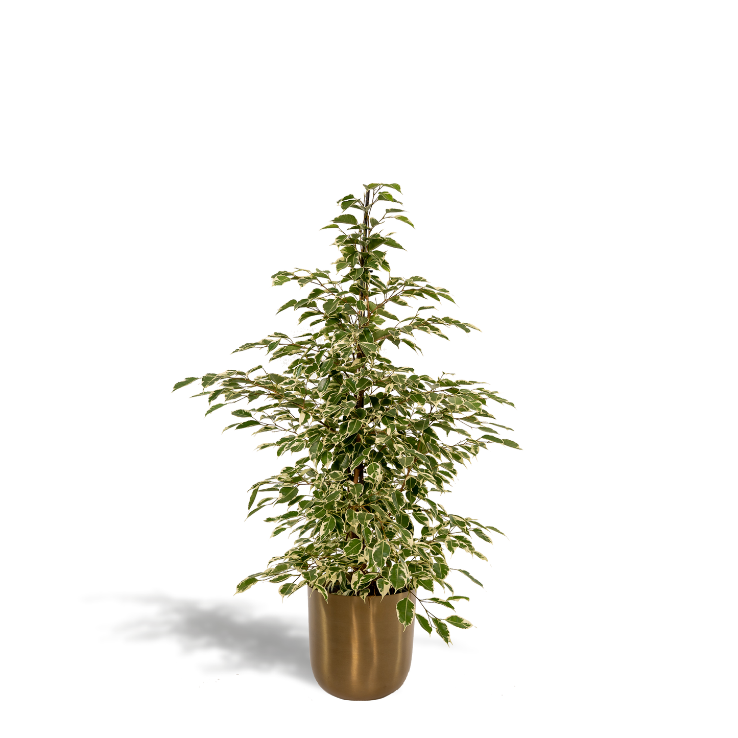 Ficus benjamina Twilight - Ø21cm - ↕95cm + Topf Mayk Gold 