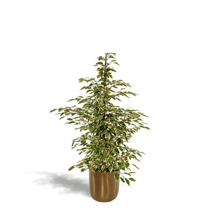 Ficus benjamina Twilight - Ø21cm - ↕95cm + Topf Mayk Gold 