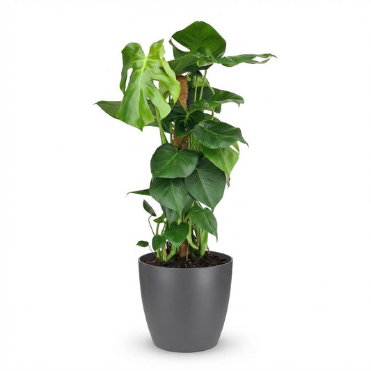 Green boutiQ - Zimmerpflanze - Fensterblatt - Monstera Deliciosa Moosstab - Grün - Pflegeleicht - 1 Pflanze - mit Potter Grau - Topf 19cm - Höhe 90cm 