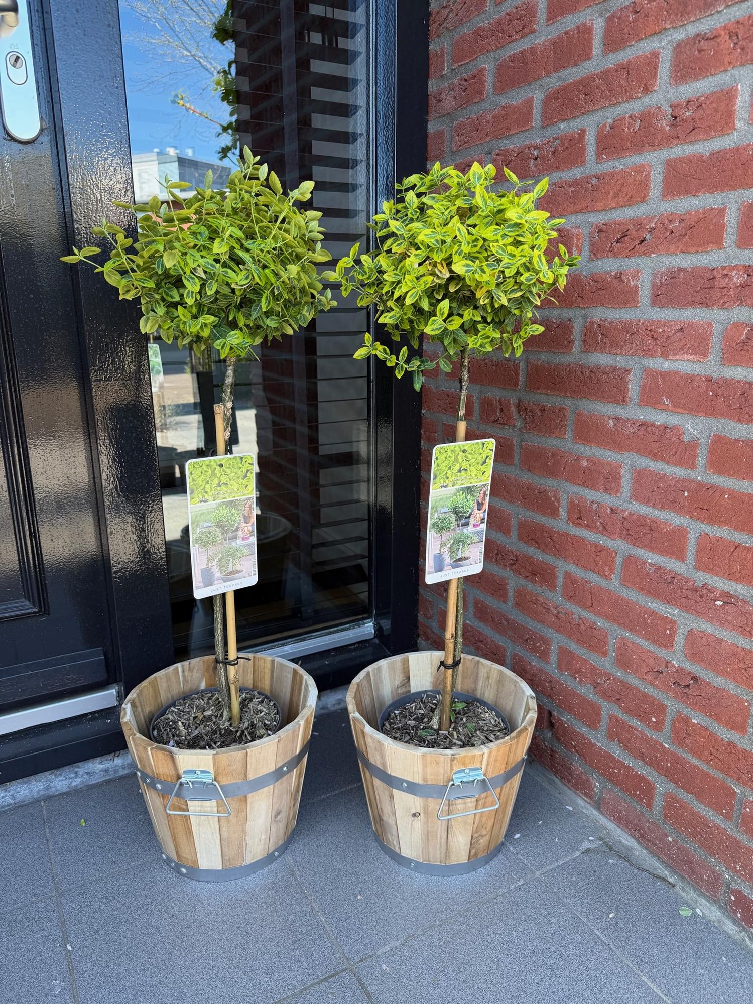 Euonymus fortunei 'Emerald 'n Gold' – Immergrüne Stamm-Pflanze – grün-goldenes Laub – pflegeleicht & kompakt – Terrassen- & Gartenpflanze – Ø19cm – Höhe ca. 90cm 