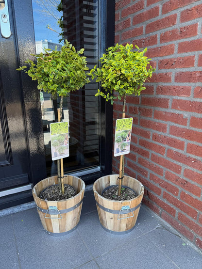 Euonymus fortunei 'Emerald 'n Gold' – Immergrüne Stamm-Pflanze – grün-goldenes Laub – pflegeleicht & kompakt – Terrassen- & Gartenpflanze – Ø19cm – Höhe ca. 90cm 