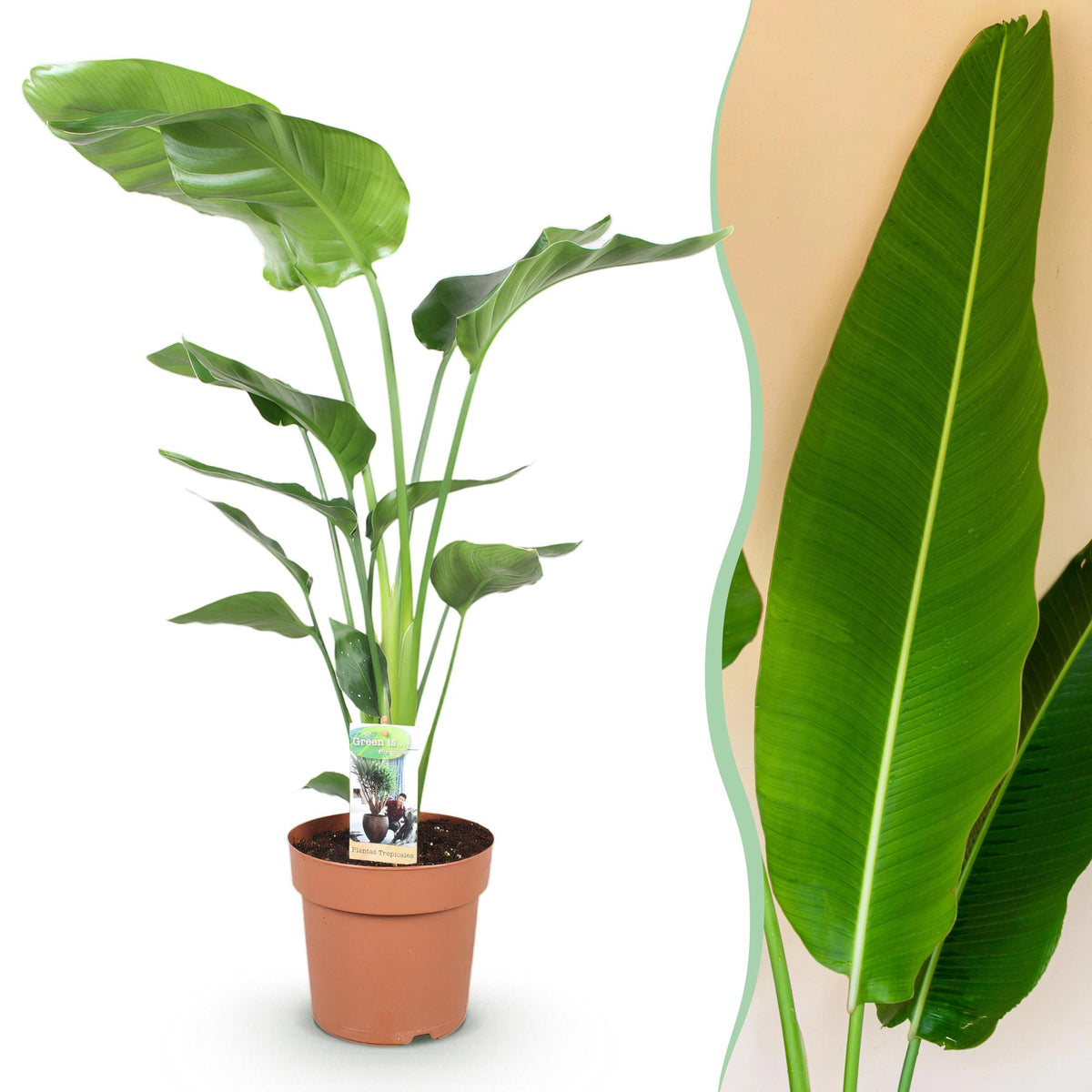 Green boutiQ - Zimmerpflanzen - Stelitzia Nicolai - Paradiesvogelblume - Wenig Pflege - Grün - 1 Pflanze - Topf 21cm - Höhe 110-120cm 