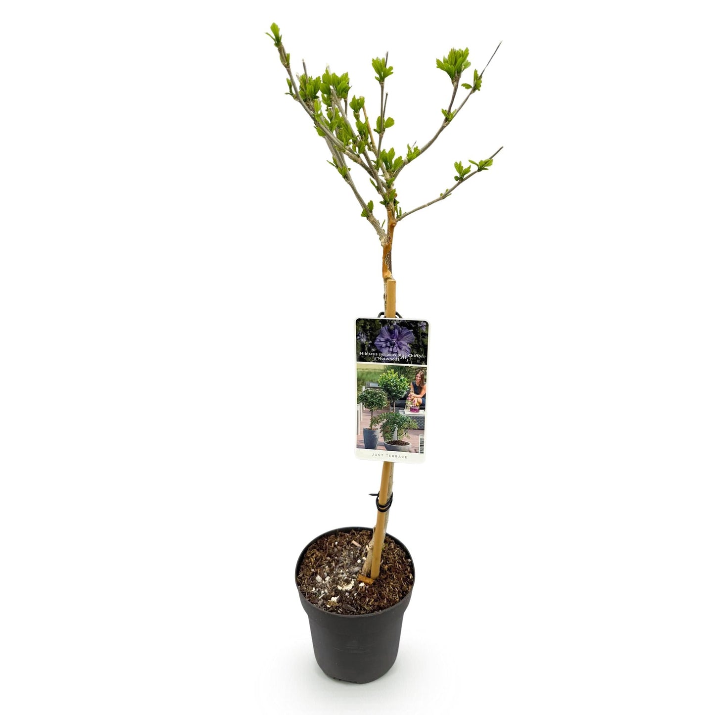 Hibiscus syriacus Blue Chiffon – Pflegeleichte Stamm-Pflanze mit großen blauen Blüten – Laubabwerfend – Ø19 cm – Höhe ca. 90 cm – Ideal für Terrasse & Balkon 