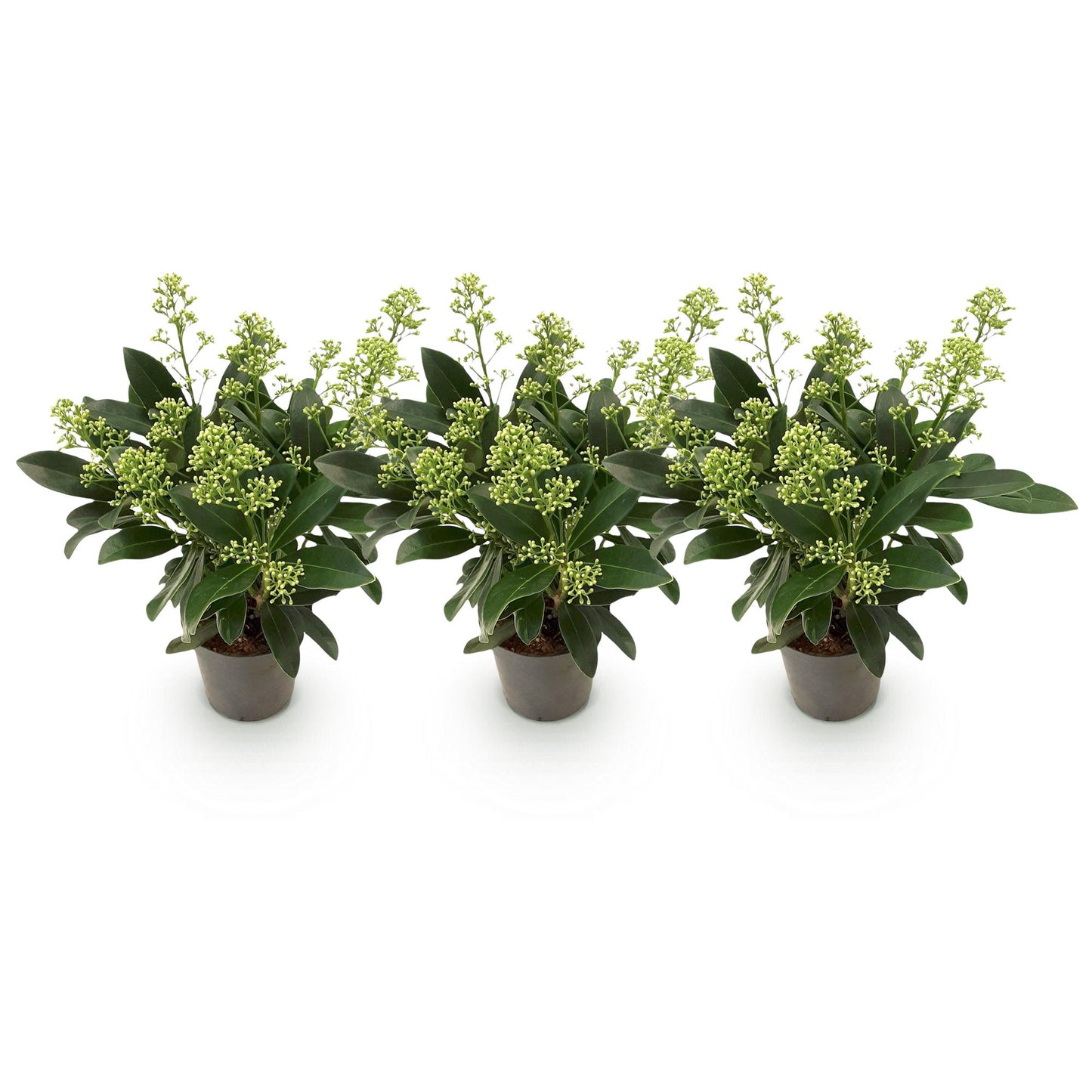 GreenboutiQ - Terrassenpflanze - Skimmia japonica Finchy - Blüte Weiß - 10+ Blumen - 3 Pflanzen - Winterhart - Topf 10,5cm Höhe 25cm 