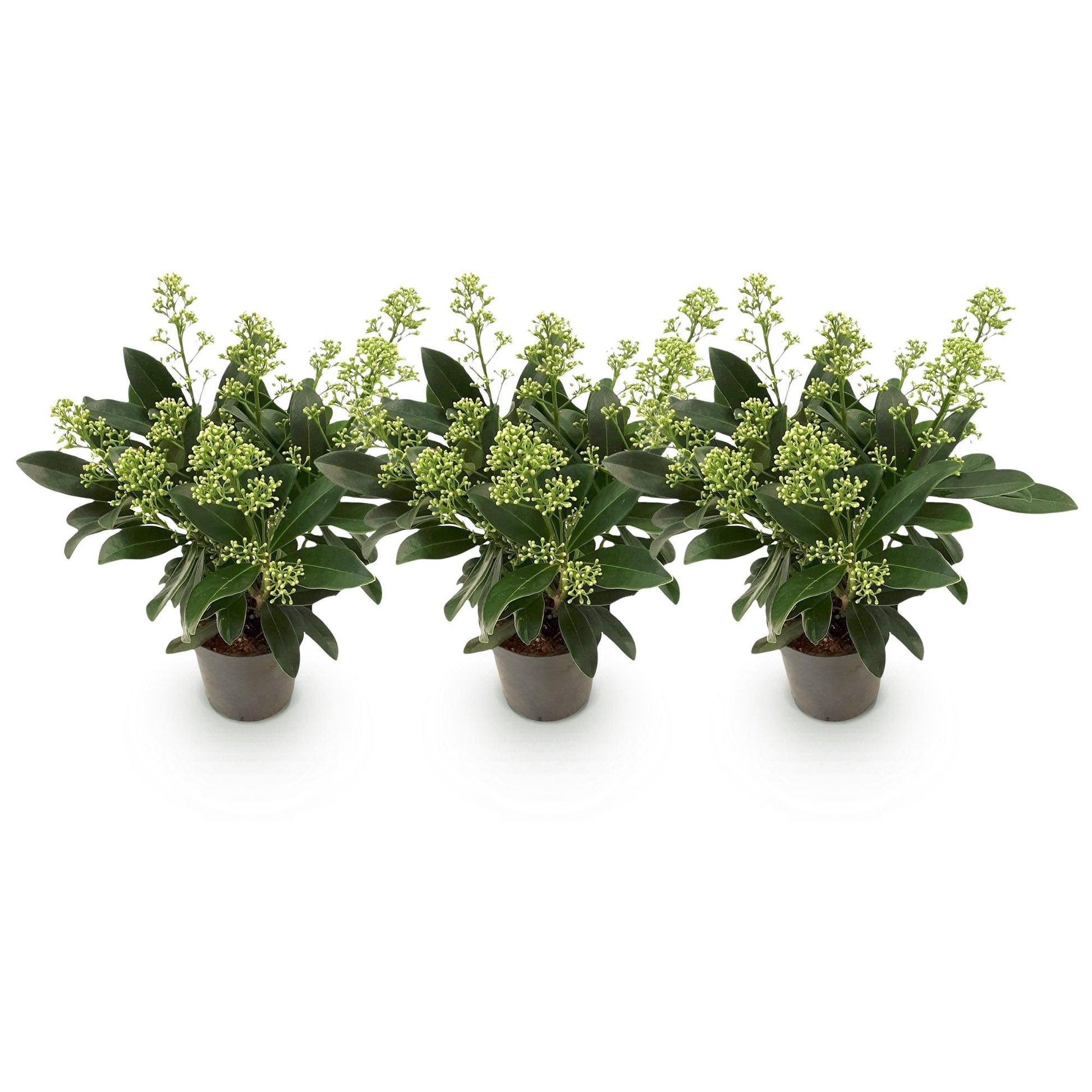 GreenboutiQ - Terrassenpflanze - Skimmia japonica Finchy - Blüte Weiß - 10+ Blumen - 3 Pflanzen - Winterhart - Topf 10,5cm Höhe 25cm 