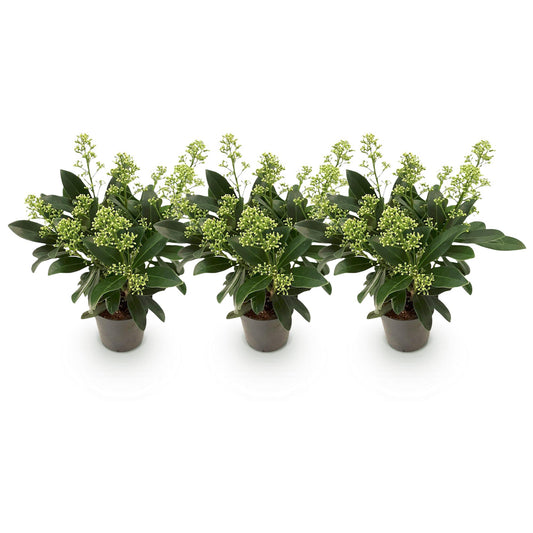GreenboutiQ - Terrassenpflanze - Skimmia japonica Finchy - Blüte Weiß - 10+ Blumen - 3 Pflanzen - Winterhart - Topf 10,5cm Höhe 25cm 