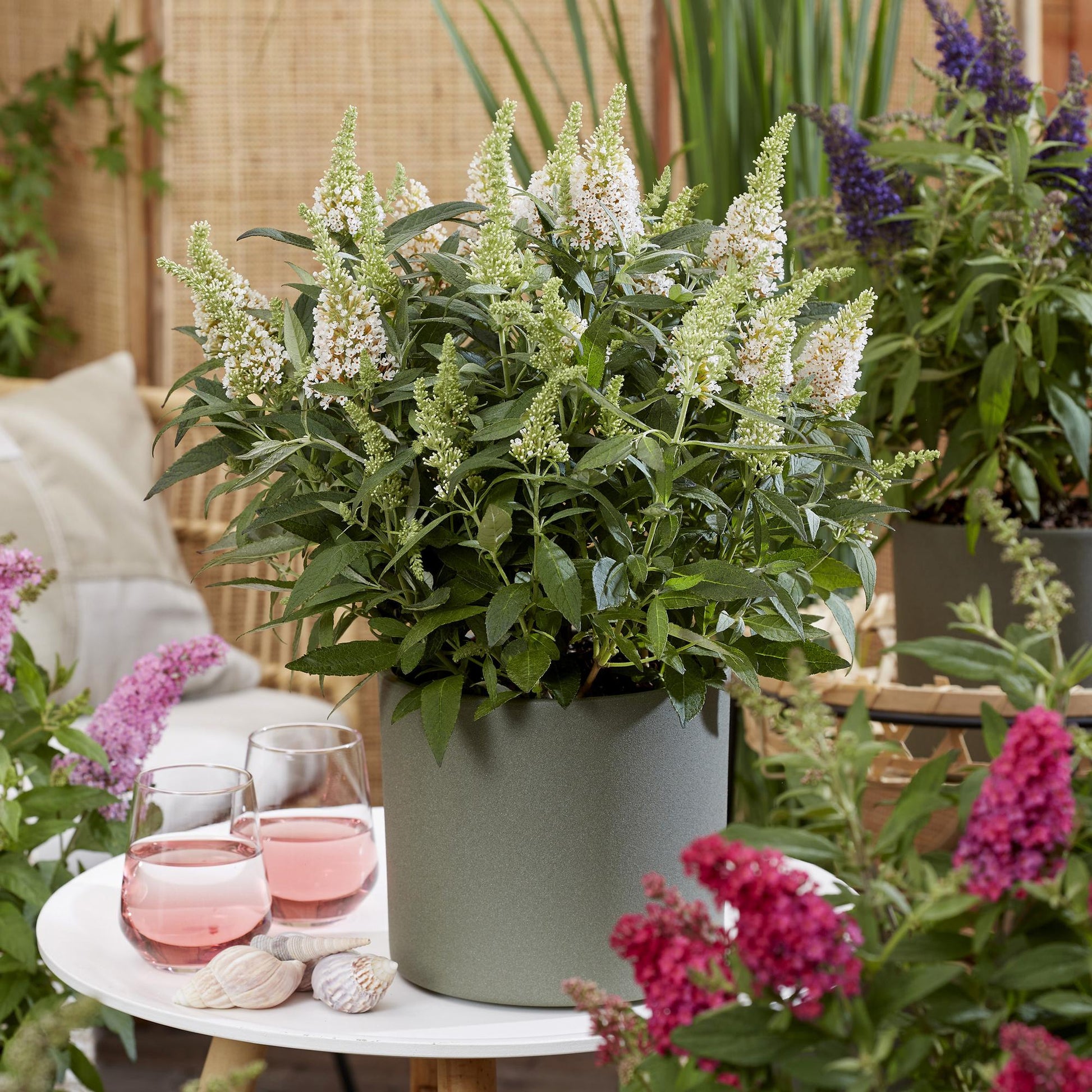 Green boutiQ - Gartenpflanze - Buddleja davidii Butterfly Candy Little White - Schmetterlingsstrauch - Kompakt - Weiß - 3 Pflanzen - Topf 12cm - Höhe 20-25cm 