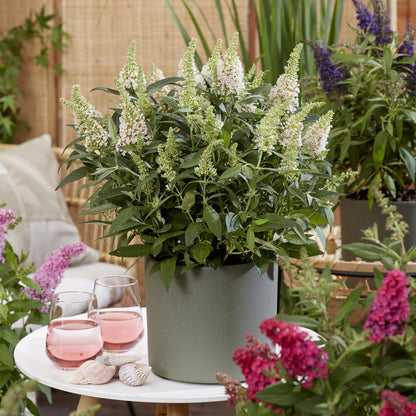 Green boutiQ - Gartenpflanze - Buddleja davidii Butterfly Candy Little White - Schmetterlingsstrauch - Kompakt - Weiß - 3 Pflanzen - Topf 12cm - Höhe 20-25cm 