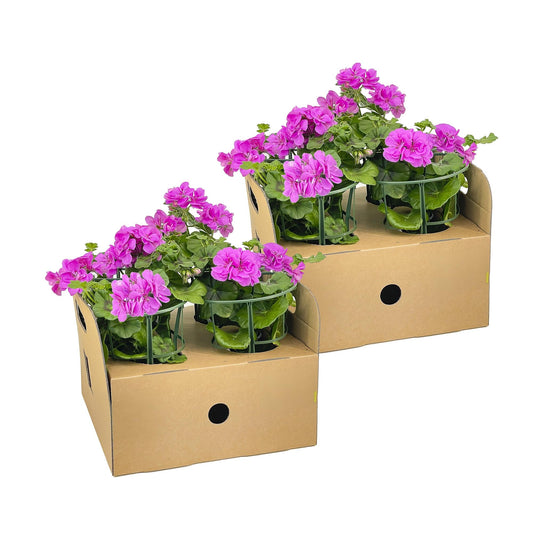 Hängepelargonie - Pelargonium peltatum Violet - Ø12 cm - ↕20 cm - 8 Pflanzen 