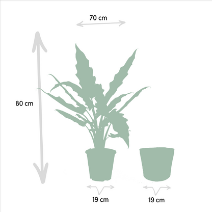 Pfeilblatt - Alocasia Cucullata - Ø19cm - ↕60cm + Alocasia Lauterbachiana - Ø19cm - ↕75cm + Korb Selin 