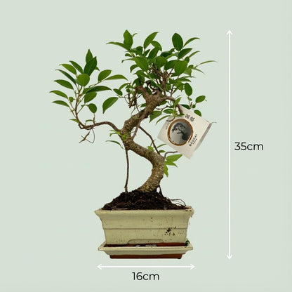 Bonsai Baum Ø15cm Höhe 30–35cm – Klassischer Miniaturbaum mit geschwungenem Stamm – In edler Keramikschale – Dekorative Zimmerpflanze 