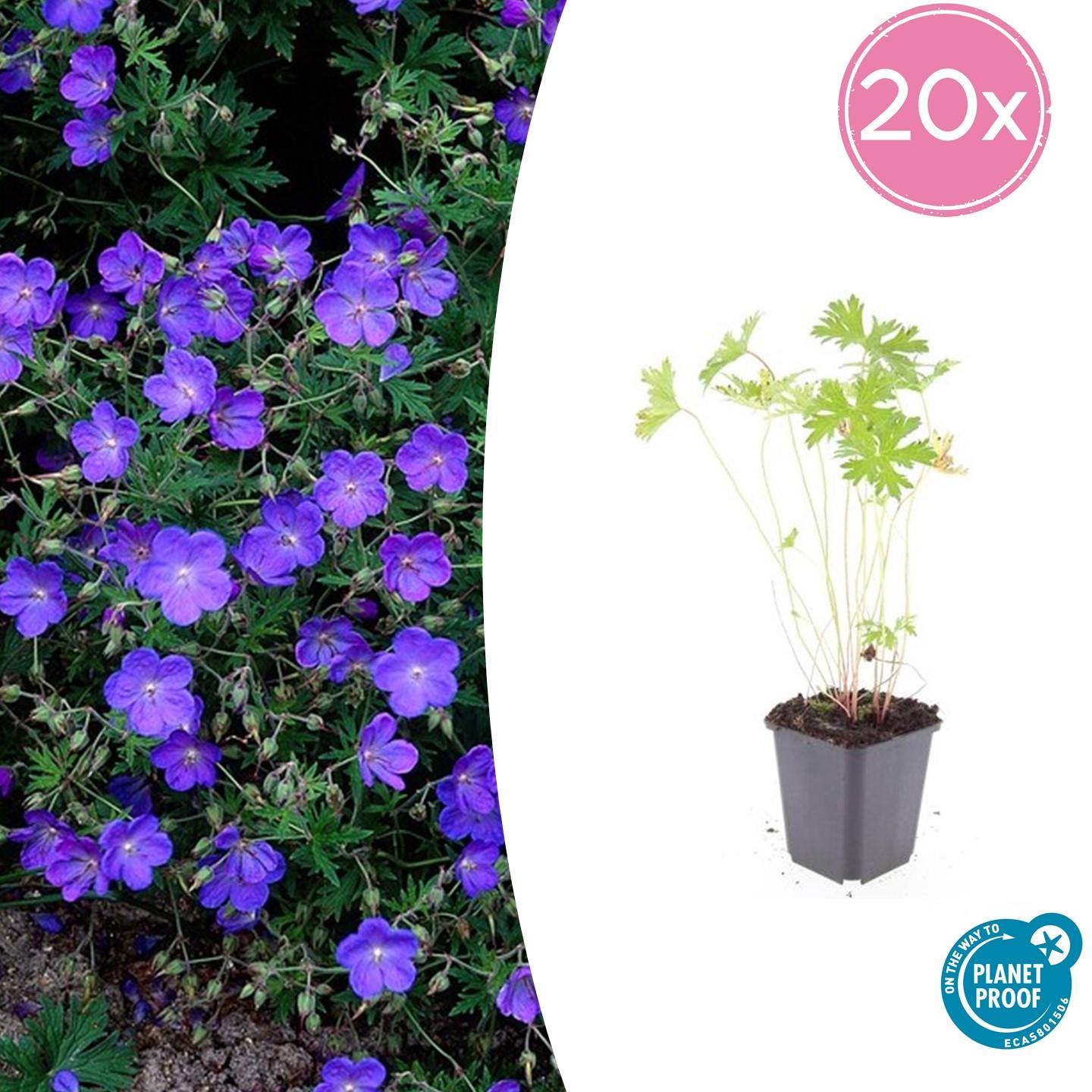 Storchschnabel Geranium 'Johnson's Blue' – ↕10-25cm – Ø9cm – 20 Pflanzen – Winterharte Staude & Bodendecker – Leuchtend blaue Blüten