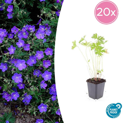 Storchschnabel Geranium 'Johnson's Blue' – ↕10-25cm – Ø9cm – 20 Pflanzen – Winterharte Staude & Bodendecker – Leuchtend blaue Blüten