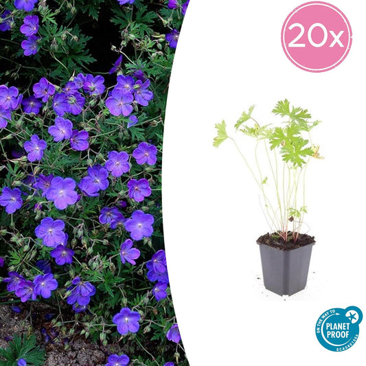 Storchschnabel Geranium 'Johnson's Blue' – ↕10-25cm – Ø9cm – 20 Pflanzen – Winterharte Staude & Bodendecker – Leuchtend blaue Blüten