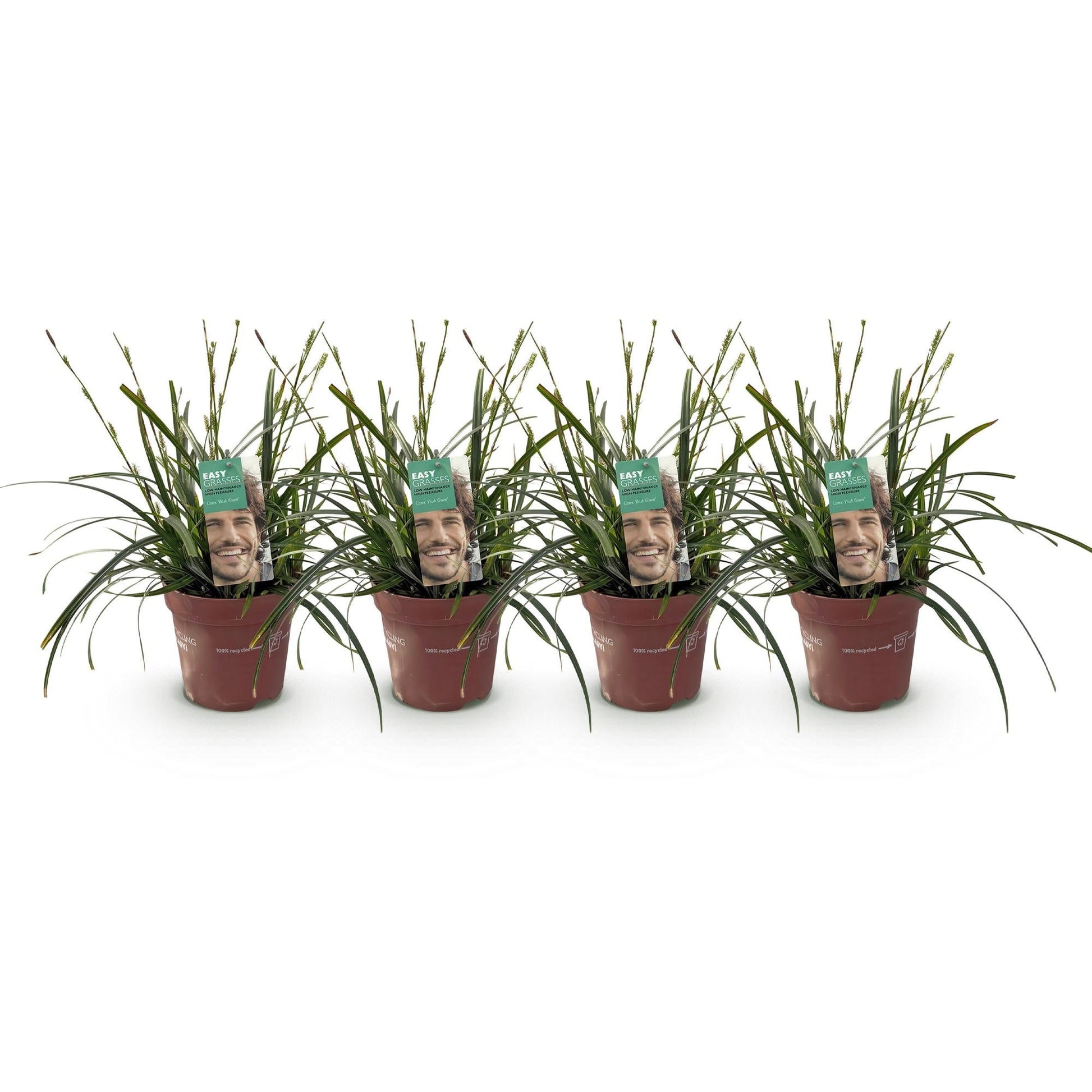 Japansegge – Carex oshimensis Intense Green – Ziergras – 4 Pflanzen – Immergrün – Pflegeleicht – Für Beet & Topf – Ø17 cm – Höhe ca. 50 cm 