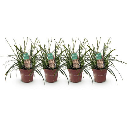Japansegge – Carex oshimensis Intense Green – Ziergras – 4 Pflanzen – Immergrün – Pflegeleicht – Für Beet & Topf – Ø17 cm – Höhe ca. 50 cm 