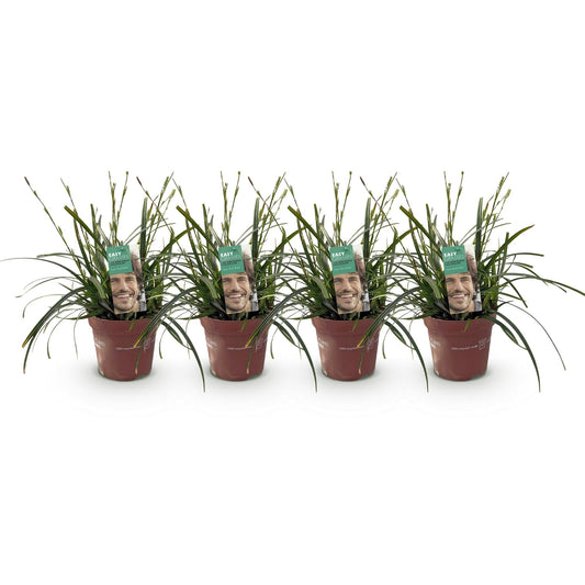 Japansegge – Carex oshimensis Intense Green – Ziergras – 4 Pflanzen – Immergrün – Pflegeleicht – Für Beet & Topf – Ø17 cm – Höhe ca. 50 cm 