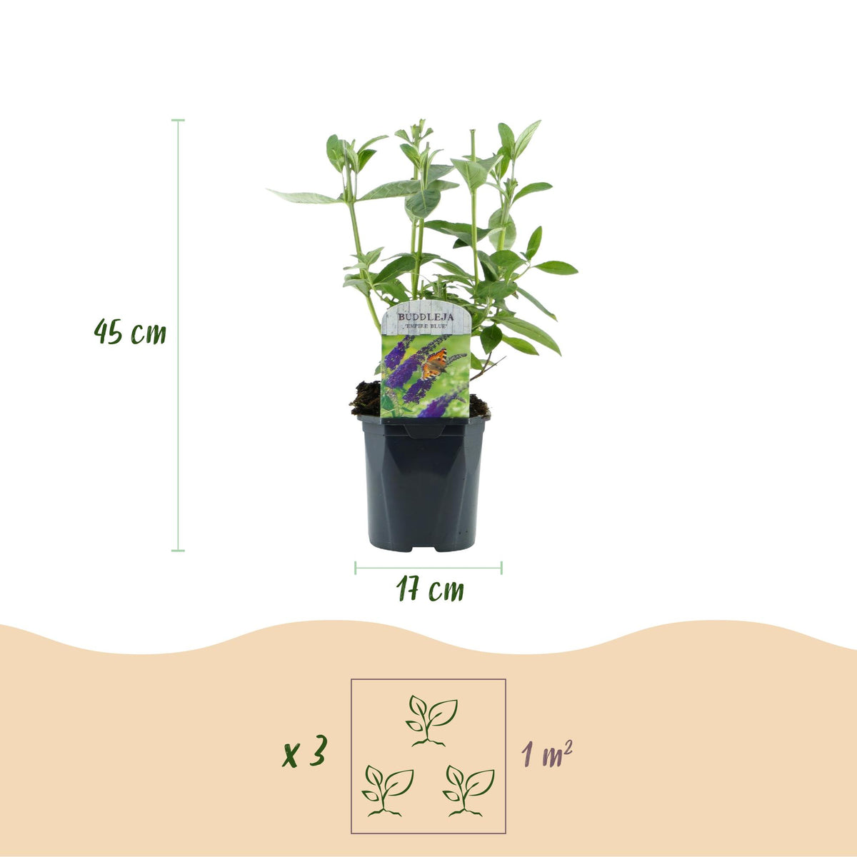 Green boutiQ - Garden Plant - Buddleja davidii Empire Blue - Butterfly Bush - Hardy - Blue - 3 Plants - Pot 17cm - Height 45cm 