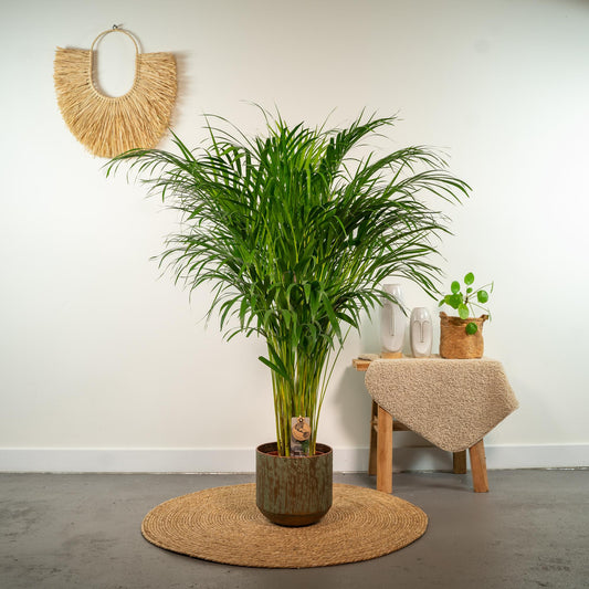 Goldfruchtpalme Areca – Zimmerpflanze Ø21cm – 110cm hoch – Luftreinigende tropische Palme für gesundes Raumklima – frisch aus der Baumschule 
