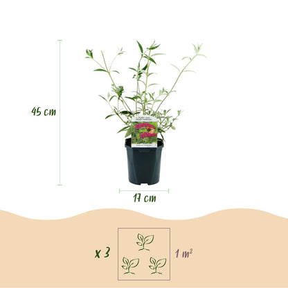 Green boutiQ - Garden Plant - Buddleja davidii Royal Red - Butterfly Bush - Winter Hardy - Red - 3 Plants - Pot 17cm - Height 45cm 