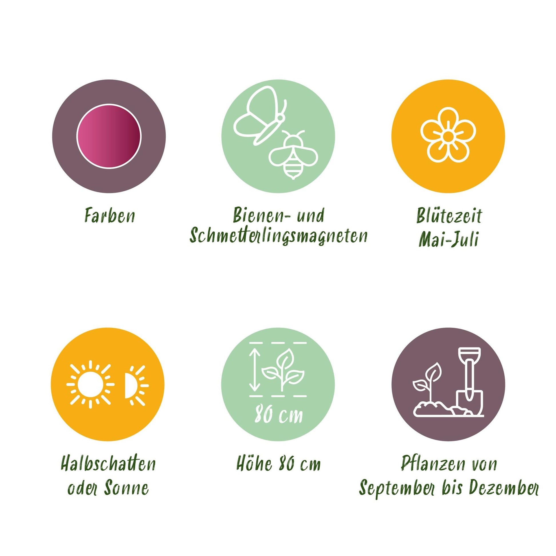 GreenboutiQ - Blumenzwiebeln - Allium Sphaerocephalon - Farbe Lila - 100 Stück - Zwiebelgröße 5/6 - XXL Pack 