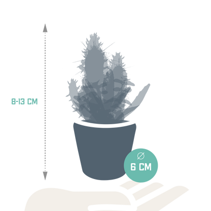 Kakteen & Sukkulenten Mischung – 15 Pflanzen 5,5 cm – Vielfältige Auswahl aus Cereus, Echeveria, Haworthia & Crassula – Hochwertige Qualität – Handbemalter mexikanischer Topf inklusive
