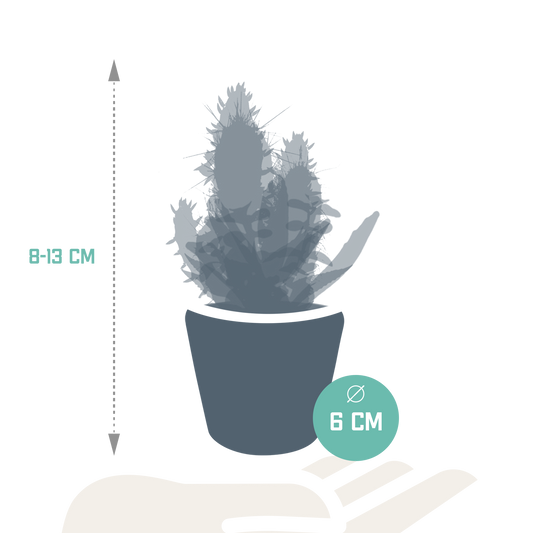 Kakteen & Sukkulenten Mischung – 15 Pflanzen 5,5 cm – Vielfältige Auswahl aus Cereus, Echeveria, Haworthia & Crassula – Hochwertige Qualität – Handbemalter mexikanischer Topf inklusive